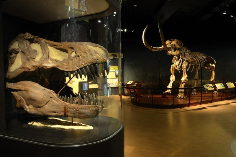 State Museum Dino