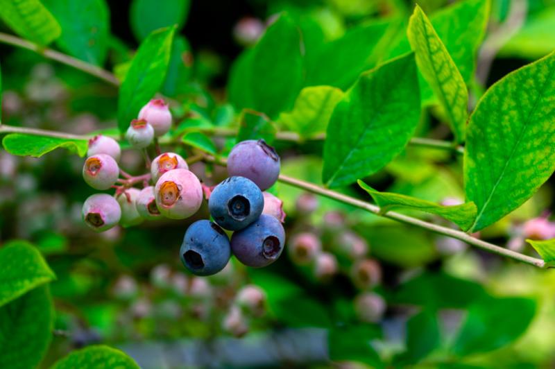 Zook's Farm Blueberries