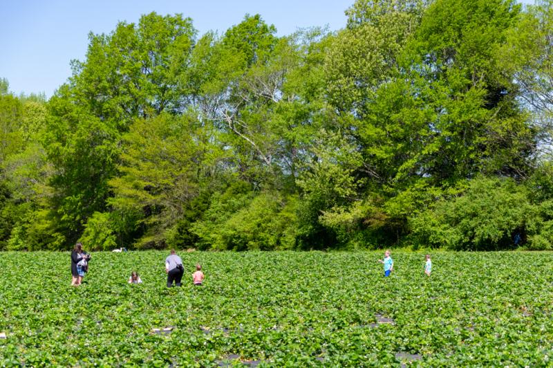Pick Your Own Strawberries in Huntsville