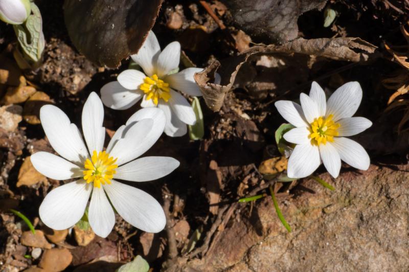 Bloodroot at the Huntsville Botanical Garden