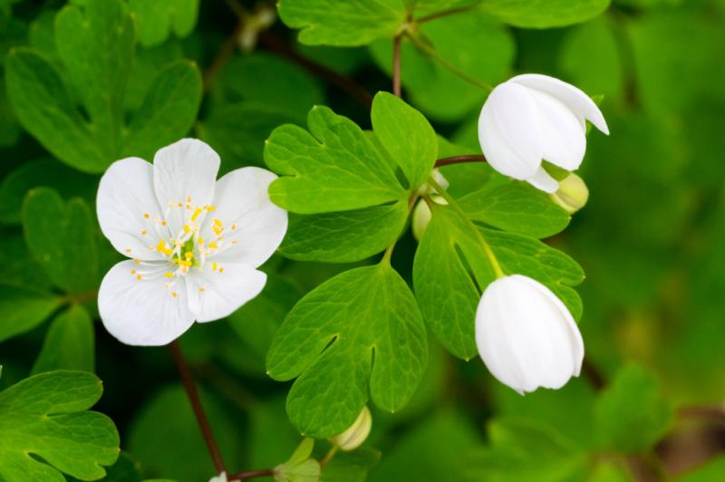 False Rue Anemone