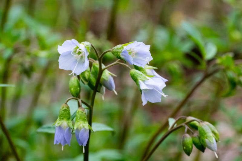 False Jacob's Ladder