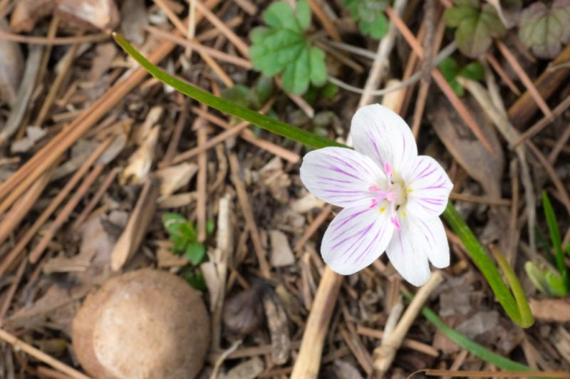 Spring Beauty