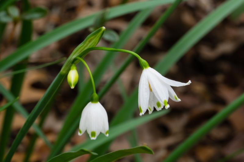 Snowdrop