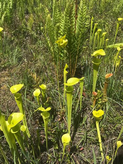 Pitcher Plants or Venus Fly Trap found in the Lewis Ocean Bay Heritage Preserve