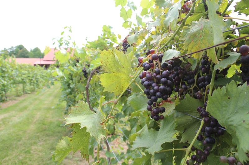 Butler Winery