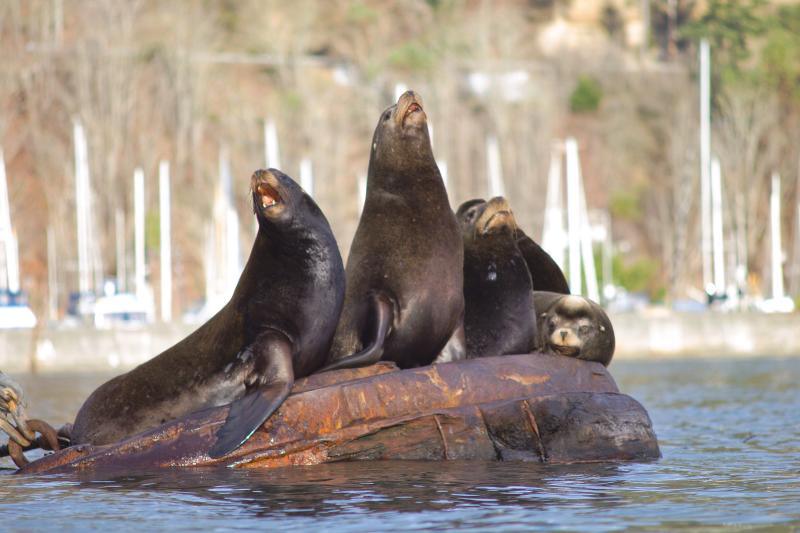 Sea lion quartet (Photo: Alex Balansay)