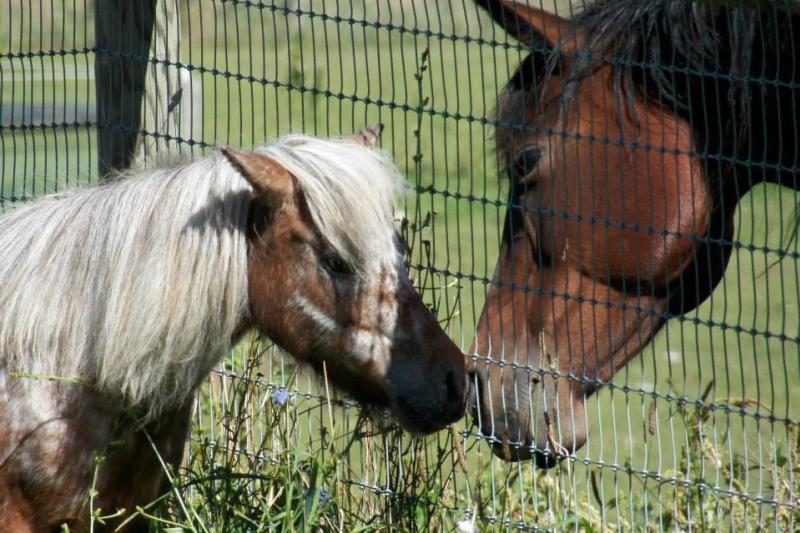Visit Mountain Horse Farm Things to Do Finger Lakes