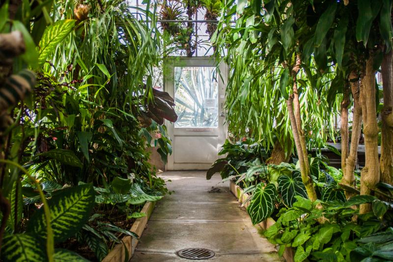 Tropical plants at the Jordan Hall Greenhouse
