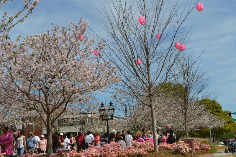 Cherry Blossoms And Macon A Unique History Part 1,Best Places To Travel In California Right Now