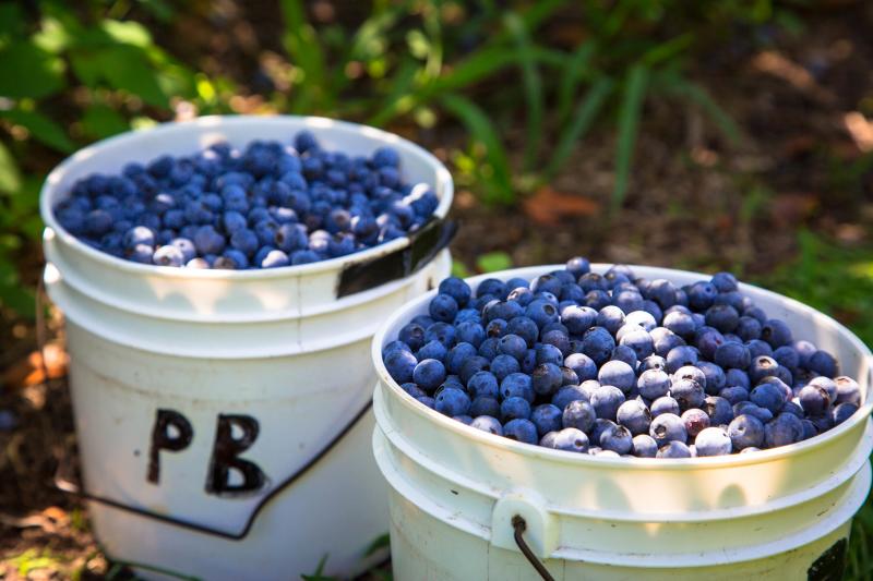 Buckets of blueberries picked at one of the Pungo farms