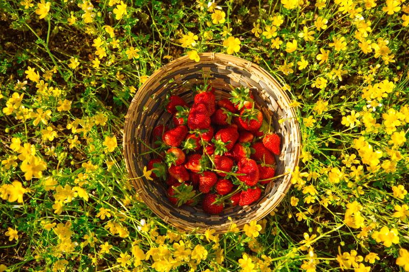 Virginia Beach Pungo Strawberries