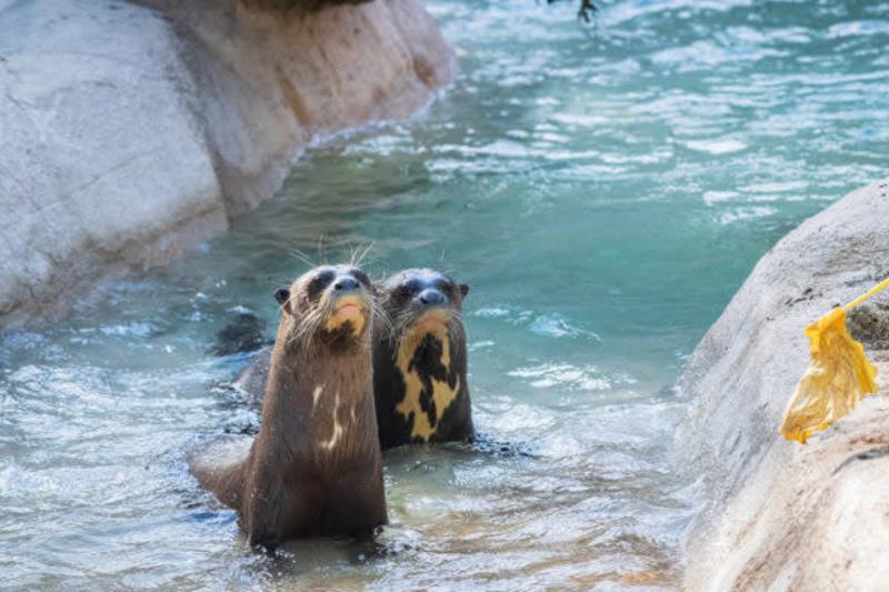 Pantanal en el Houston Zoo