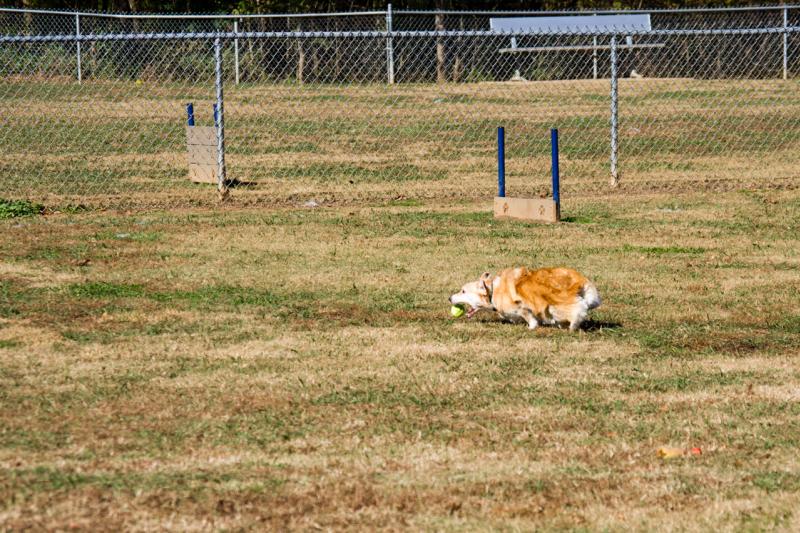 Corgi catches a tennis ball at a Huntsville, AL dog park