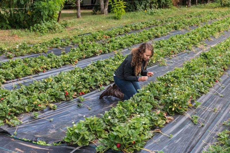 Organic Redneck Farms by Joni Kabana Woman sits between rows of strawberries at Organic Redneck Farms looking for a perfect berry.