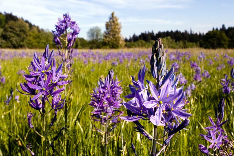Camas Wildflowers by Willamalane Camas Wildflowers by Willamalane