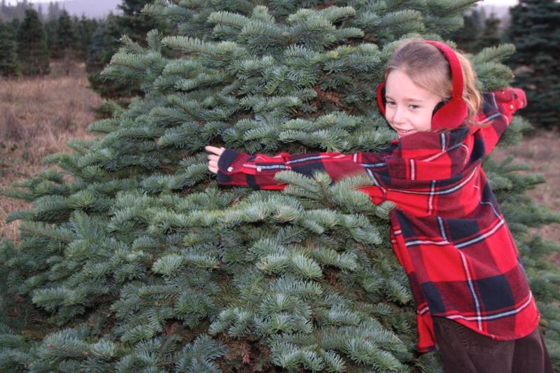 Christmas Tree Farm by Taj Morgan Christmas Tree Farm by Taj Morgan