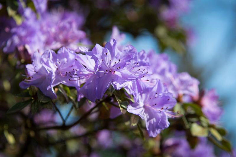 Rhododendrons at Hendricks Park by Thomas Moser Rhododendrons at Hendricks Park by Thomas Moser