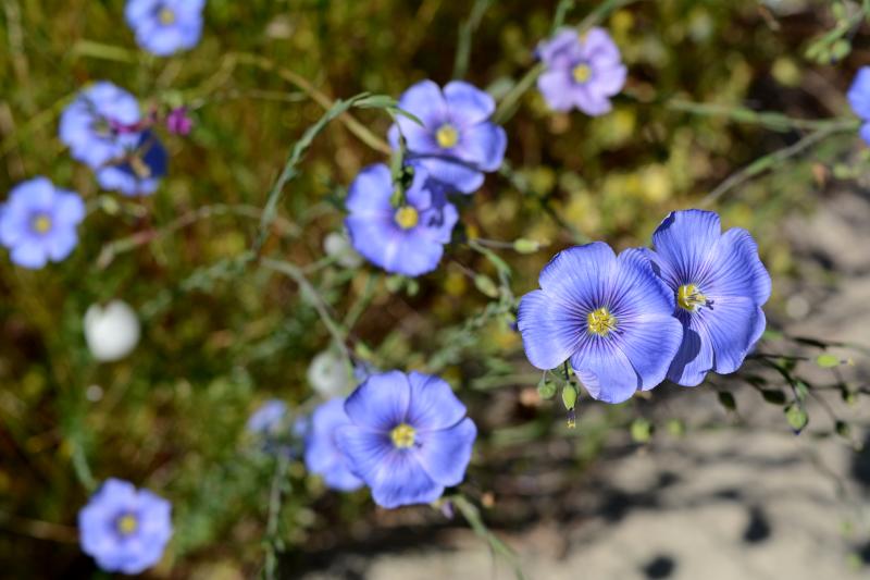 Wildflowers on the Middle Fork Path by Colin Morton Wildflowers on the Middle Fork Path by Colin Morton