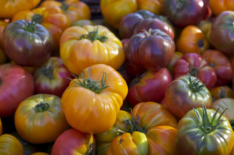 Lane County Farmers Market Tomatoes by Stephanie Ames Lane County Farmers Market Tomatoes by Stephanie Ames