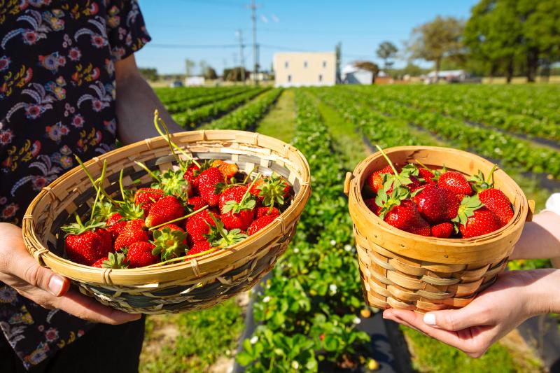People Holding Baskets Of Strawberries In The Pungo Agricultural District In Virginia Beach
