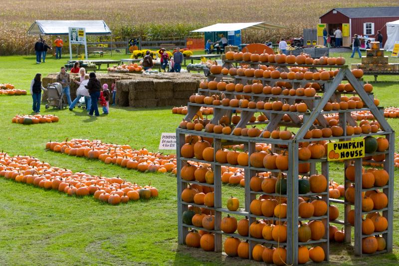 pick-n-patch-stanley-pumpkins.jpg