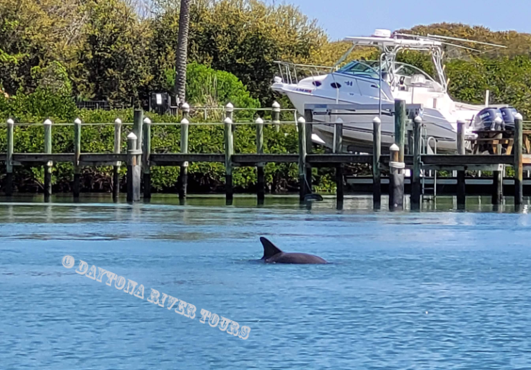 Get up close with Dolphins