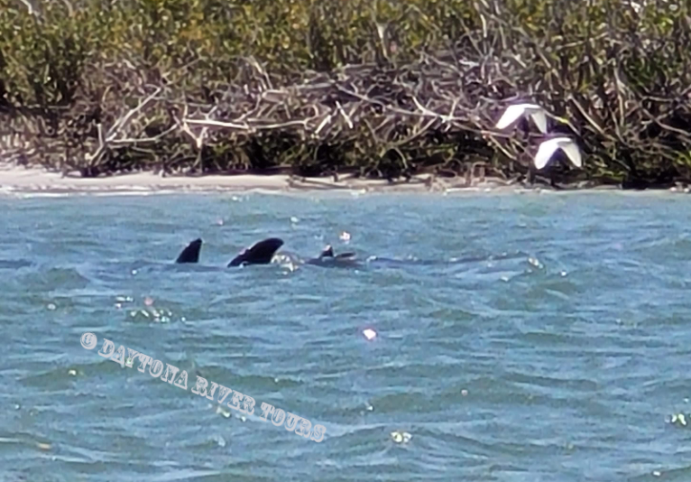 Dolphins and Egrets Galore