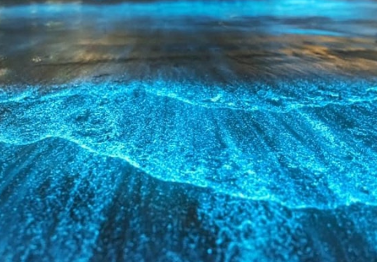 GorillaShark Boards