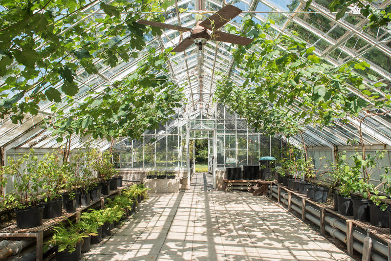 The greenhouse at Sonnenberg Gardens