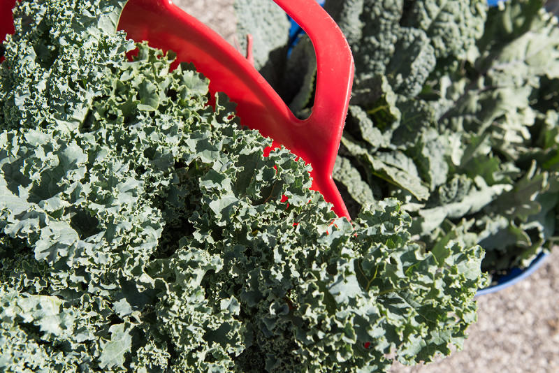 Spring kale at the farmer's market