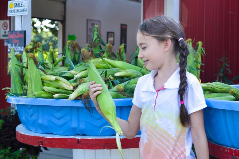 Corn at Bush's Fern View Farm by Melanie Griffin Young girl looking at a big ear of corn in her hand and stands beside a large bin full of corn in front of a farm stand.