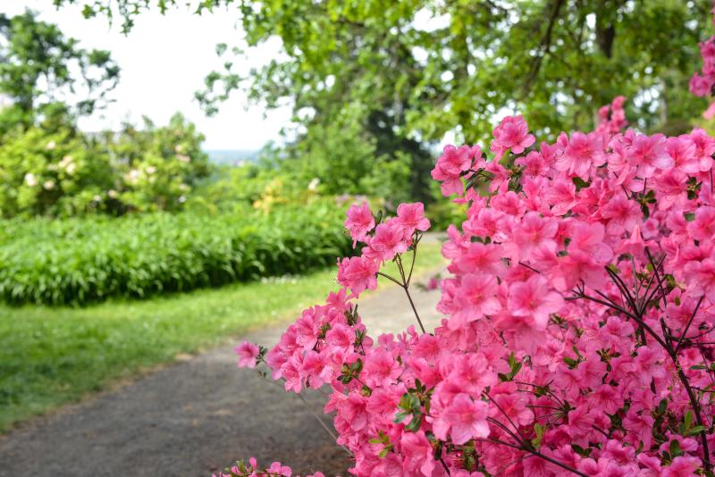 Hendricks Park in the Spring by Melanie Griffin Hendricks Park in the Spring by Melanie Griffin