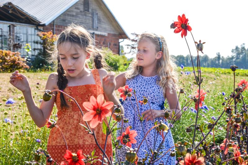 U-Pick Flowers at Groundwork Organics by Melanie Griffin Two young girls in sundresses standing in front of a row of U-pick flowers at Groundwork Organics Farm.