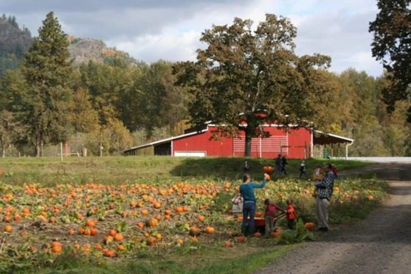 Picking pumpkins at Northern Lights Christmas Tree Farm Picking pumpkins at Northern Lights Christmas Tree Farm