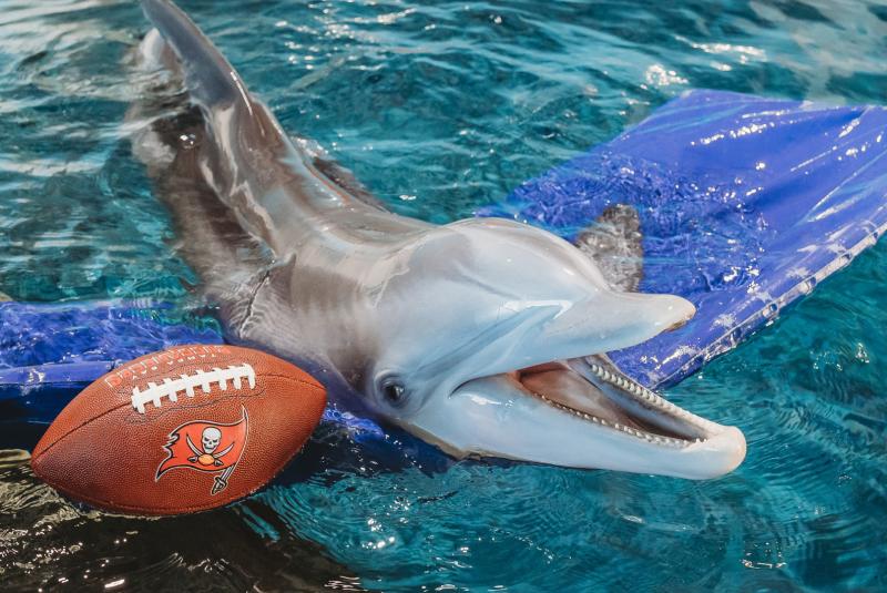 Tampa Bay Champs Special