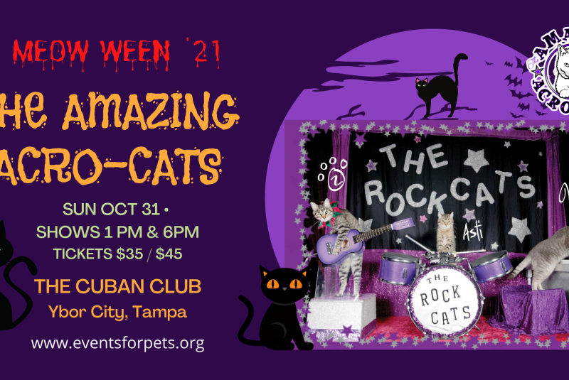 THE AMAZING ACRO-CATS/MEOWWEEN TAMPA
