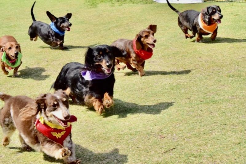 Florida Wiener Dog Derby FWDDXI