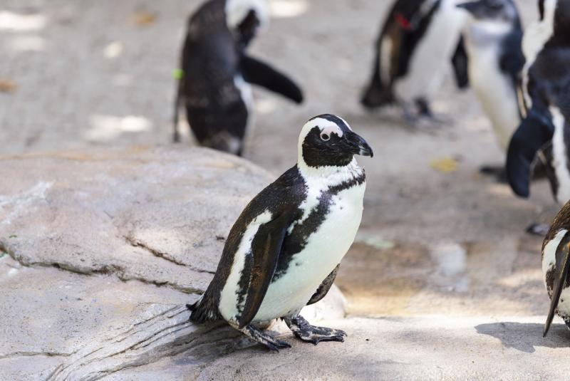 Toddler Tuesdays at ZooTampa