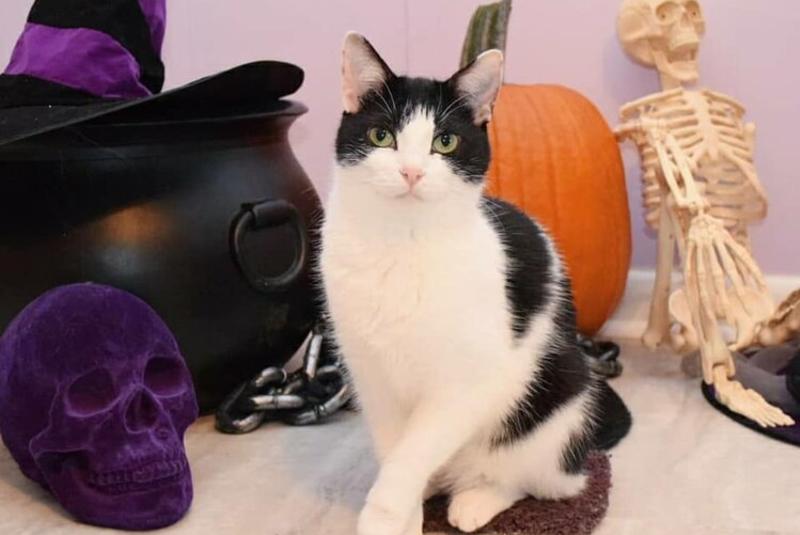 THE AMAZING ACRO-CATS! MEOW WEEN 2021