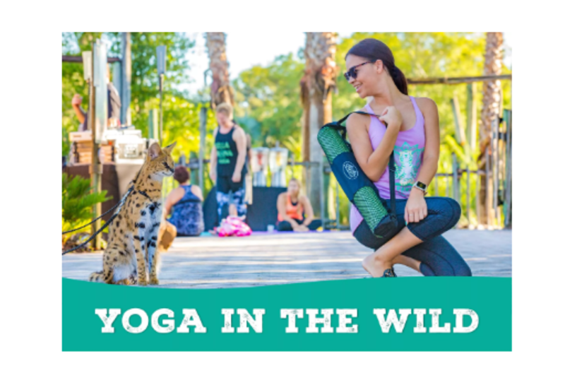 Yoga In The Wild