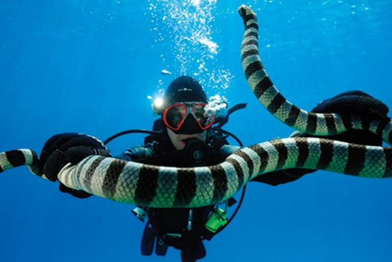 Zoltan Takacs: Deadliest Lifesavers