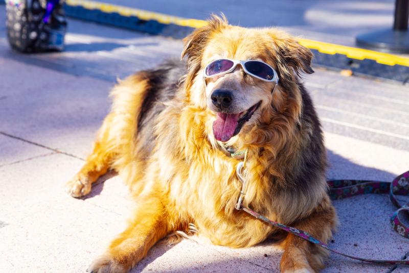 Fetch Social : Bark N Brunch