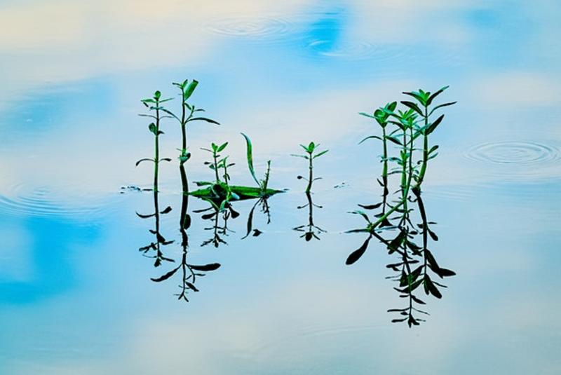 Closing Reception for the Forever Young: Creative Aging Photography Show