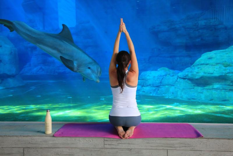Dolphin Yoga Nidra
