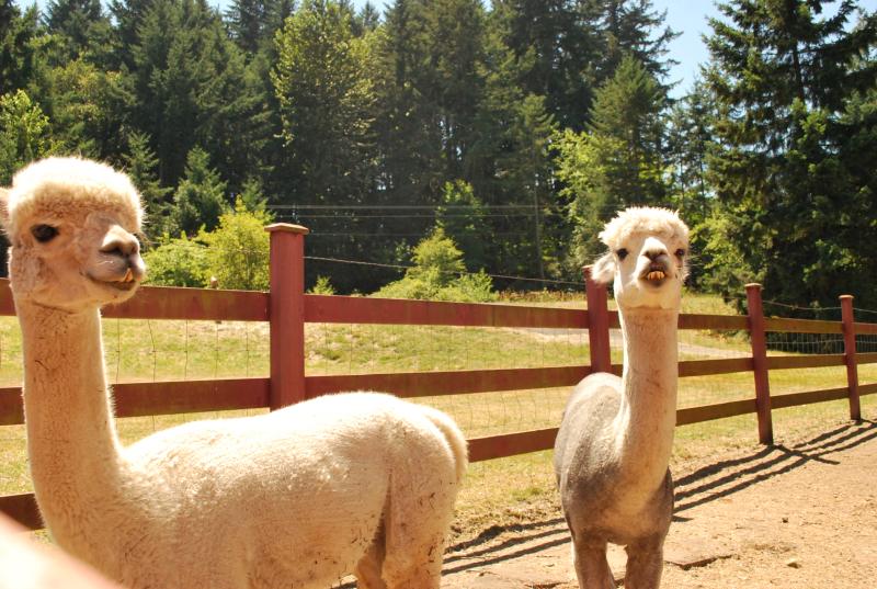Aragon Alpacas by Hannah Bradford Two recently sheered white alpacas look into the camera.