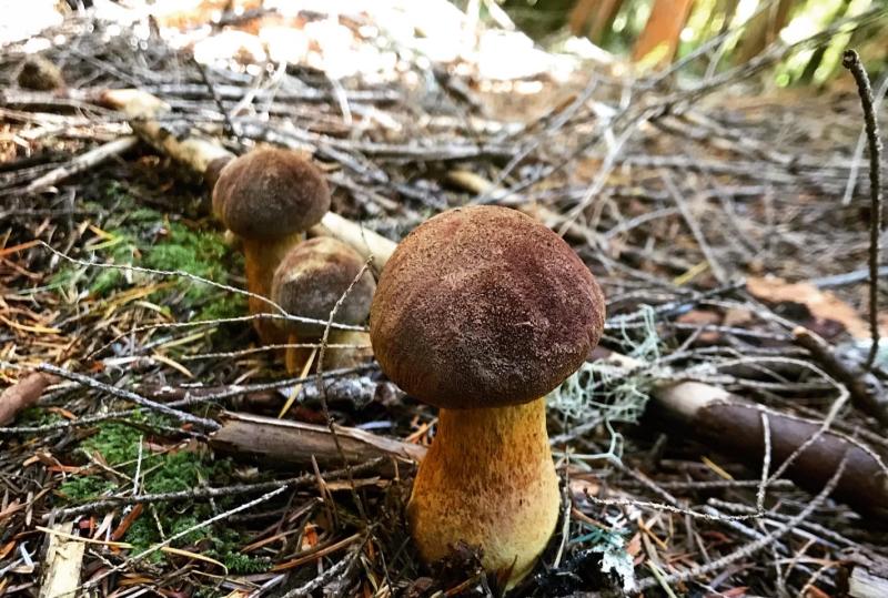Wild foraged porcini mushrooms by Crystal Bryan
