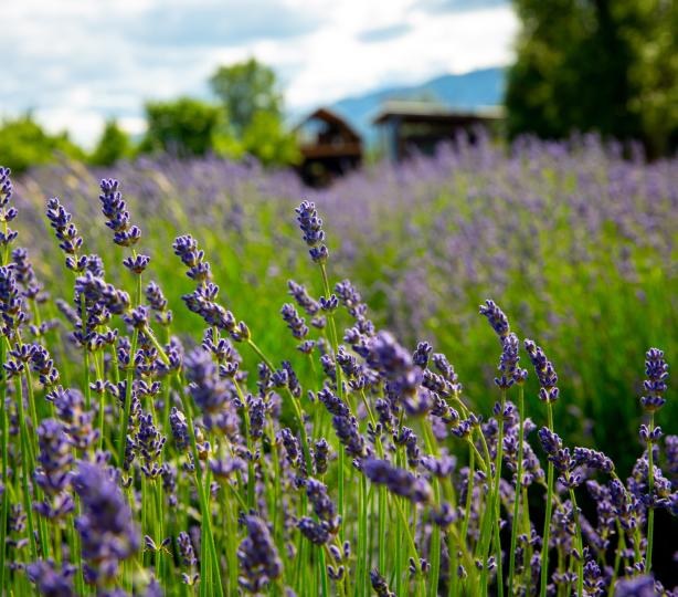 Lavender fields