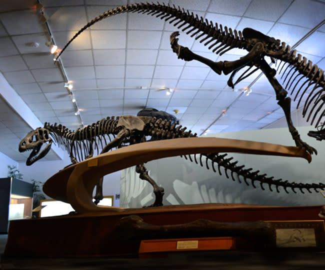 BYU Museum of Paleontology