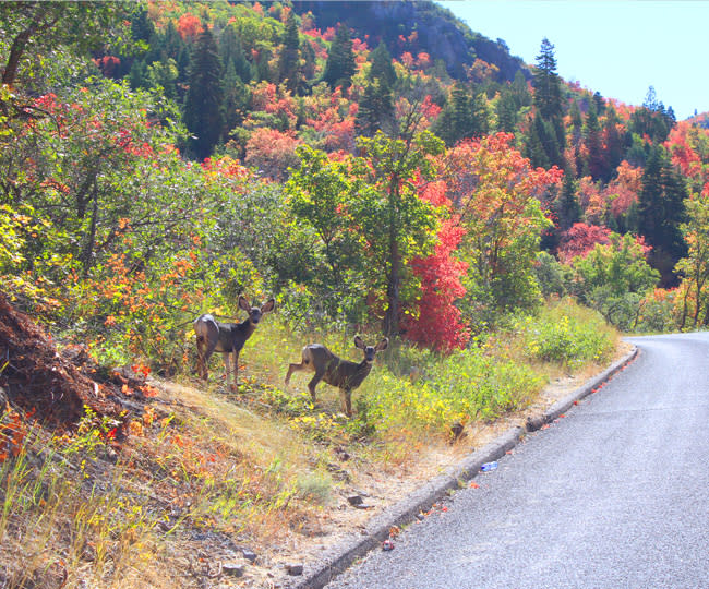 Nebo Loop Deer